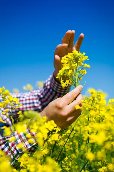 Çiftçi kanola alan kalitesini kontrol edin