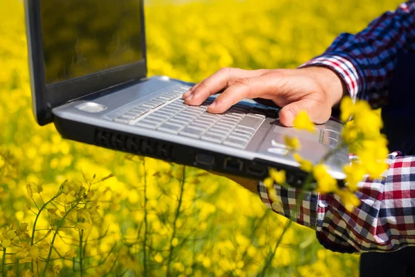 Landwirt überprüft Qualität des Rapsfeldes Stockbild