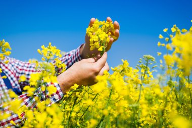 Çiftçi kanola alan kalitesini kontrol edin