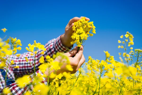 Çiftçi kanola alan kalitesini kontrol edin