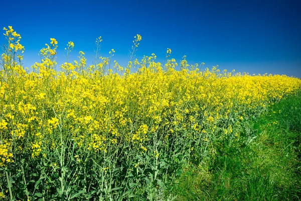 Na slunné modré obloze den pole řepky — Stock fotografie