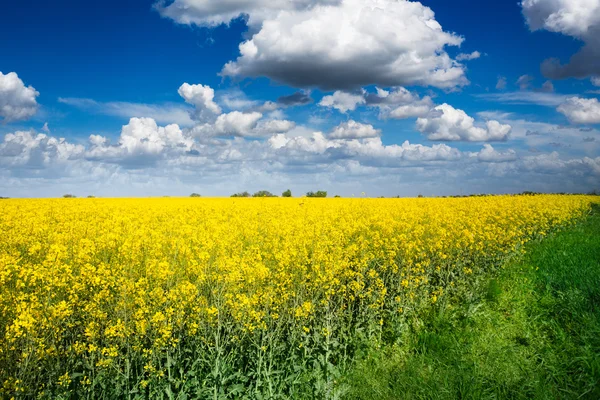 güneşli mavi gökyüzü gün sahada kanola