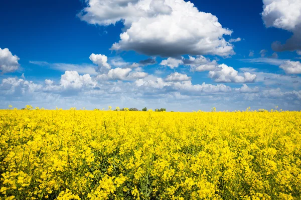 güneşli mavi gökyüzü gün sahada kanola