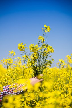 Çiftçi kanola alan kalitesini kontrol edin