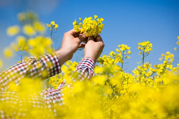 Farmář zkontrolovat kvalitu pole řepky — Stock fotografie