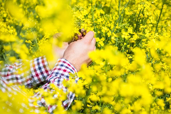 Jordbrukaren inspektera kvaliteten på raps fält — Stockfoto