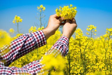 Çiftçi kanola alan kalitesini kontrol edin