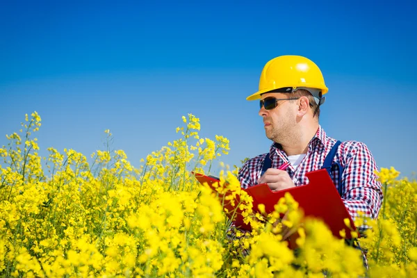 Worker in a rapeseed field doing inspection for biodiesel production — Stock Photo, Image