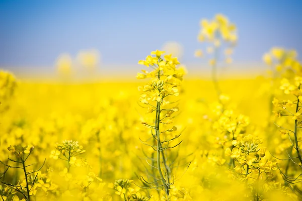Žluté pole s oleje semen řepky v předjaří — Stock fotografie