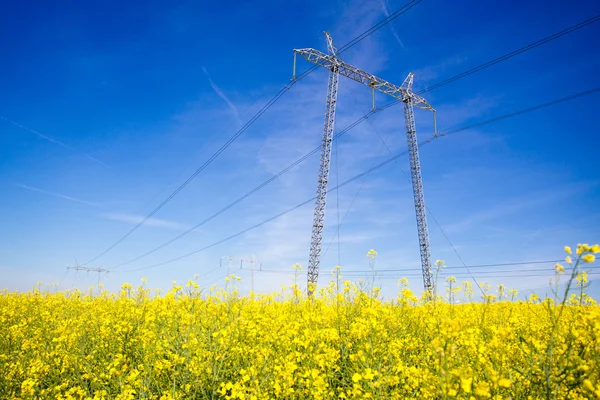 Campo amarelo com colza de sementes de óleo no início da primavera — Fotografia de Stock