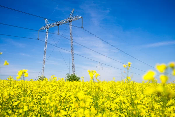 Kraftledningsstolparna i ett fält av våldtäkt — Stockfoto