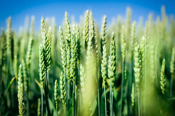 Grüner Weizen auf dem Feld — Stockfoto