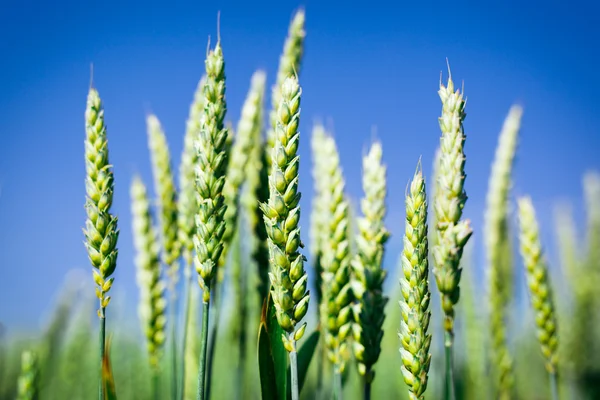 Trigo verde no campo — Fotografia de Stock