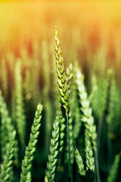 Пшеничне поле. Вуха золотої пшениці крупним планом. Красива природа захід сонця пейзаж . — стокове фото