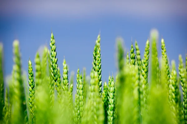 Trigo verde en el campo —  Fotos de Stock