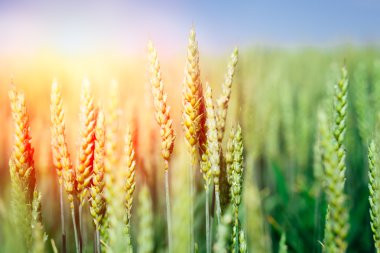 Buğday tarlası. Altın buğday kulakları yakında. Güzel Doğa Günbatımı Manzarası. 