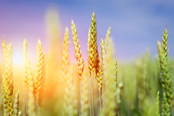 Campo de trigo. Orelhas de trigo dourado fecham. Paisagem do pôr do sol bela natureza. — Fotografia de Stock