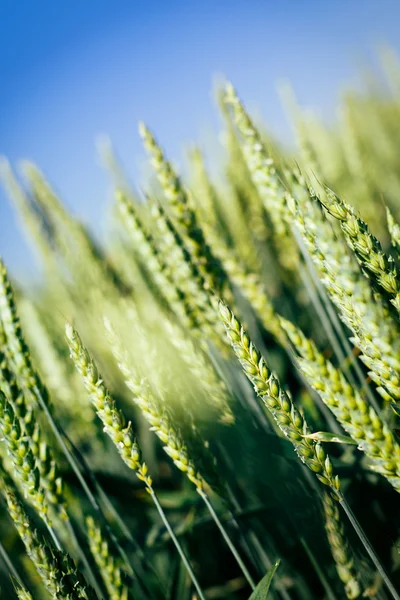 Grüner Weizen auf dem Feld — Stockfoto