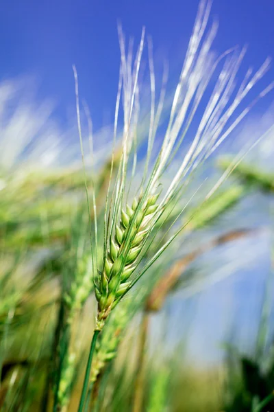 Grüner Weizen auf dem Feld — Stockfoto