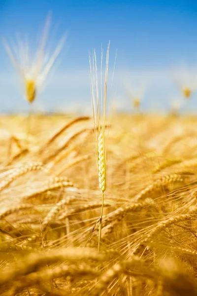 Campo de trigo. Orelhas de trigo dourado fecham. Paisagem do pôr do sol bela natureza. — Fotografia de Stock