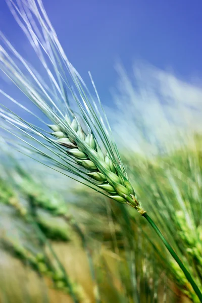 Зеленая пшеница в поле — стоковое фото