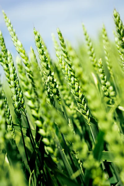 Зелена пшениця в полі — стокове фото