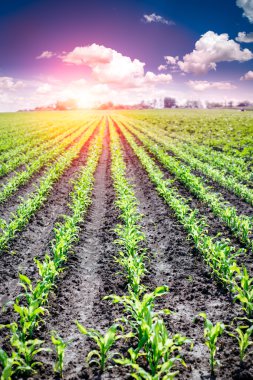 gün batımında genç Mısır ile yeşil alan