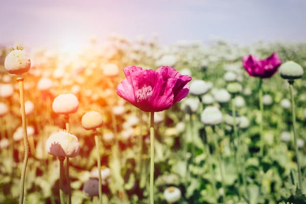 Opium poppy field — Stock Photo, Image