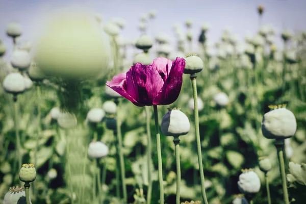 Opium poppy field — Stock Photo, Image