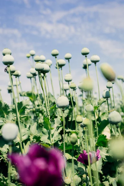 Opium poppy field — Stock Photo, Image