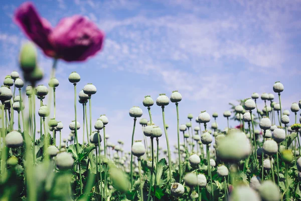 Opium poppy field — Stock Photo, Image