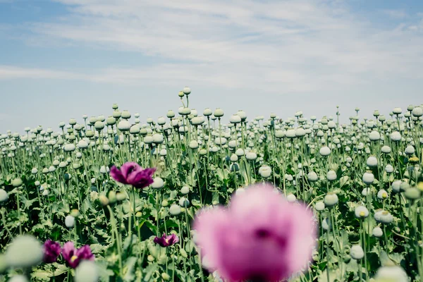 Opium poppy field — Stock Photo, Image