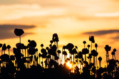 gün batımında haşhaş