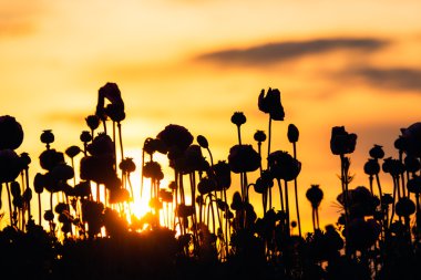 gün batımında haşhaş