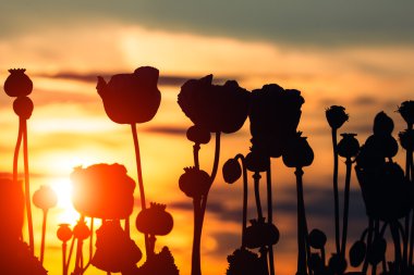 gün batımında haşhaş