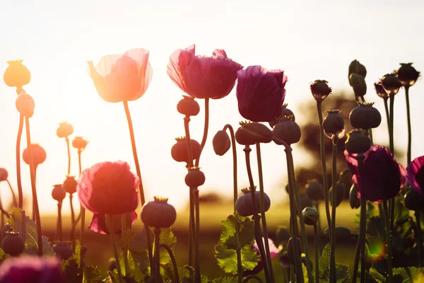 Poppies at sunset — Stock Photo, Image