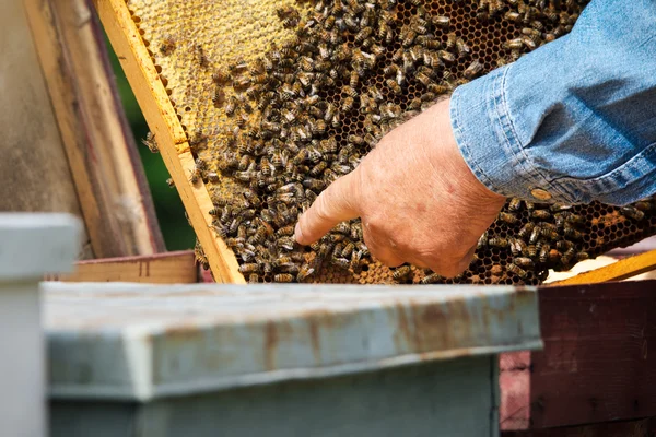 Imker kontrolliert Bienenstock und Bienen — Stockfoto