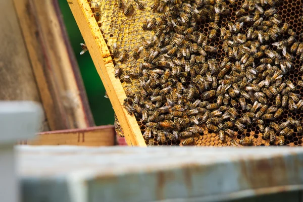 Пчеловод держит раму из медовых сотов с работающими пчелами на открытом воздухе — стоковое фото