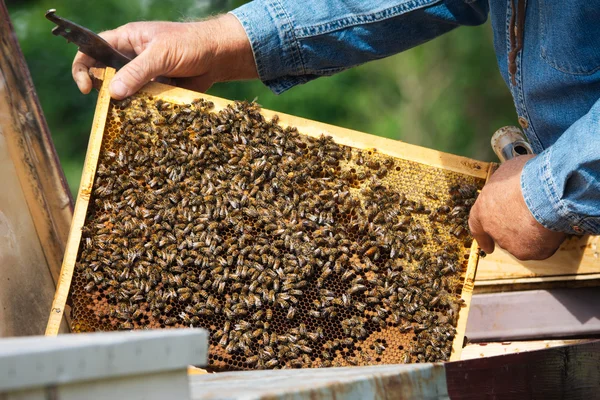 Apicultor que controla la abeja y las abejas — Foto de Stock