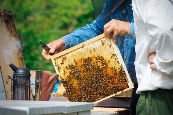 Apicultor que controla la abeja y las abejas — Foto de Stock