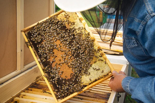 Včelař řízení beeyard a včely — Stock fotografie