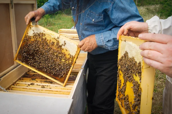 Včelař drží rám plástve s pracovní včely venku — Stock fotografie