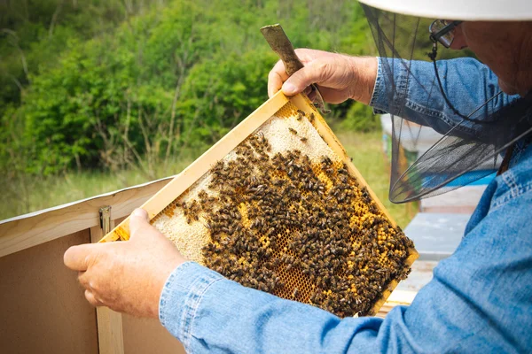 Apicoltore che controlla la bietola e le api — Foto Stock