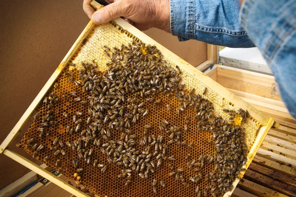 Bijenhouder met honingraat en werkbijen buitenshuis — Stockfoto