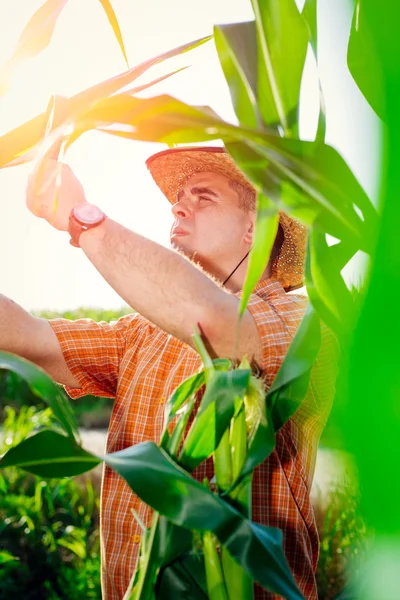 Agricultor verificando plantas de milho no campo — Fotografia de Stock