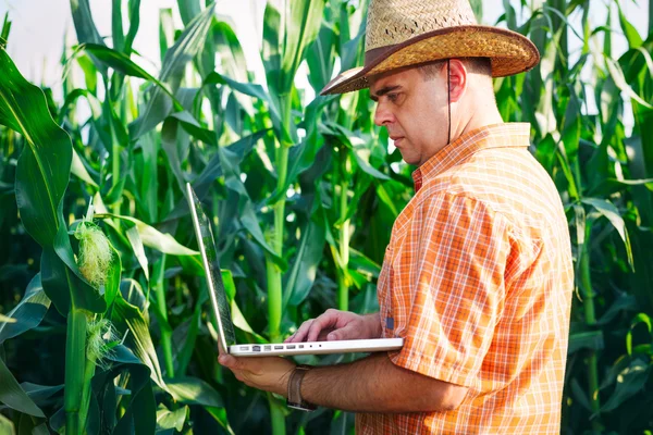 Jordbrukaren kontrollera majs växter i fältet — Stockfoto