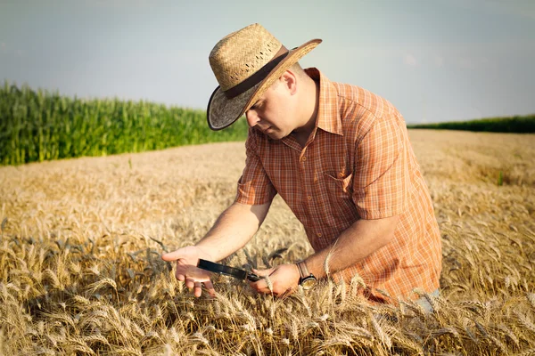 Agricultor verifica o grão de trigo no campo — Fotografia de Stock