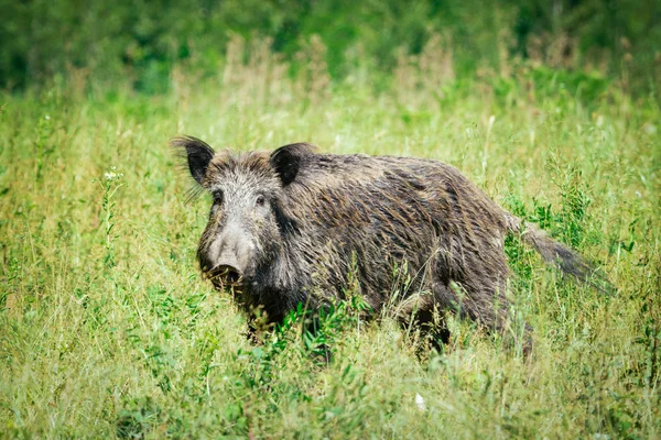 Wildschweine auf dem Gras — Stockfoto