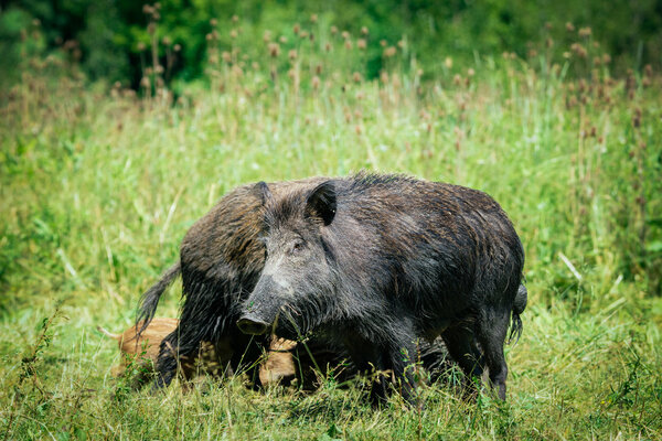 wild boar on the grass