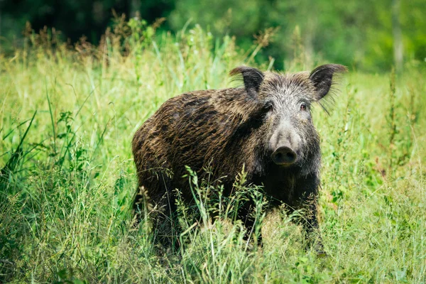 Wild boar on the grass — Stock Photo, Image